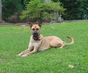 Boxer-German Shepherd Dog Mix Puppy for sale in CHARLOTTE, NC, USA