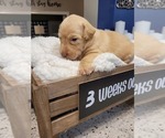 Small Photo #15 Labrador Retriever Puppy For Sale in KATHLEEN, GA, USA