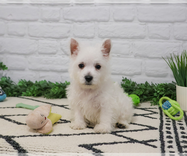 Medium Photo #6 West Highland White Terrier Puppy For Sale in SYRACUSE, IN, USA
