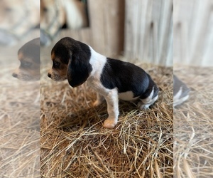 Beagle Puppy for Sale in WEST LIBERTY, Kentucky USA