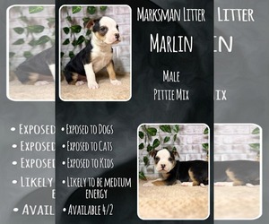 Mutt Dogs for adoption in Jacksonville, NC, USA