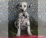 Small Dalmatian