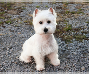 Mother of the West Highland White Terrier puppies born on 06/08/2025