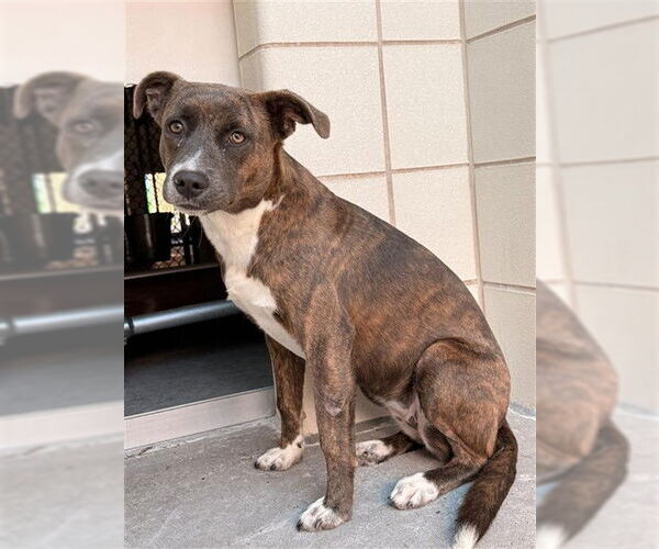 Medium Photo #2 Holland Shepherd-Unknown Mix Puppy For Sale in Corpus Christi, TX, USA