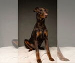 Small #5 Doberman Pinscher