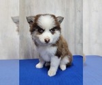 Small #6 Pomsky