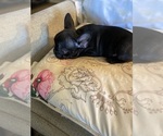 Small Photo #10 French Bulldog Puppy For Sale in WOODRUFF, SC, USA