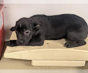 Labrador Retriever-Unknown Mix Dogs for adoption in Corona, CA, USA