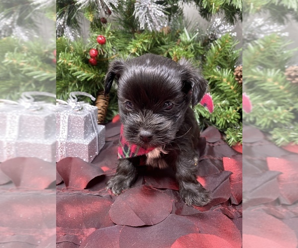 Medium Photo #3 Shorkie Tzu Puppy For Sale in SELLERSBURG, IN, USA