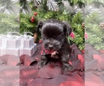 Small #2 Shorkie Tzu