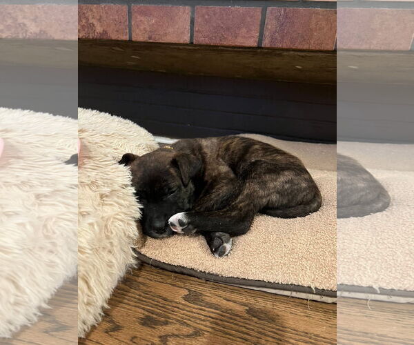 Medium Photo #2 American Pit Bull Terrier-Unknown Mix Puppy For Sale in Germantown, OH, USA