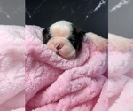 Small Photo #89 Boston Terrier Puppy For Sale in TULARE, CA, USA