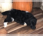 Small Photo #8 Poodle (Standard) Puppy For Sale in BELLA VISTA, AR, USA