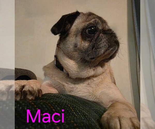 Medium Photo #4 Pug Puppy For Sale in Indianapolis, IN, USA