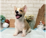 Small Photo #7 Pembroke Welsh Corgi Puppy For Sale in LOS ANGELES, CA, USA