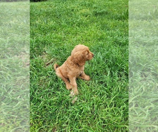 Medium Photo #5 Goldendoodle Puppy For Sale in AZLE, TX, USA