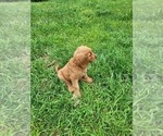 Small Photo #5 Goldendoodle Puppy For Sale in AZLE, TX, USA