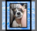 Small Photo #10 Cowboy Corgi Puppy For Sale in GALLEGOS, NM, USA