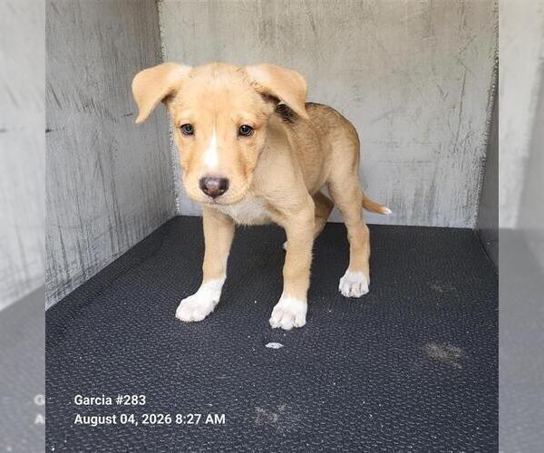 Medium Photo #1 German Shepherd Dog-Unknown Mix Puppy For Sale in San Antonio, TX, USA