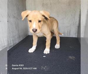 German Shepherd Dog-Unknown Mix Dogs for adoption in San Antonio, TX, USA