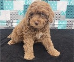 Small Photo #4 Goldendoodle (Miniature) Puppy For Sale in BLAKESBURG, IA, USA