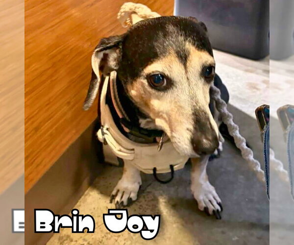 Medium Photo #32 Dachshund Puppy For Sale in San Antonio, TX, USA