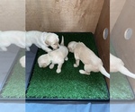 Small Photo #5 Goldendoodle Puppy For Sale in MC LEANSVILLE, NC, USA