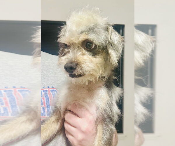 Medium Photo #4 Mutt Puppy For Sale in Mundelein, IL, USA