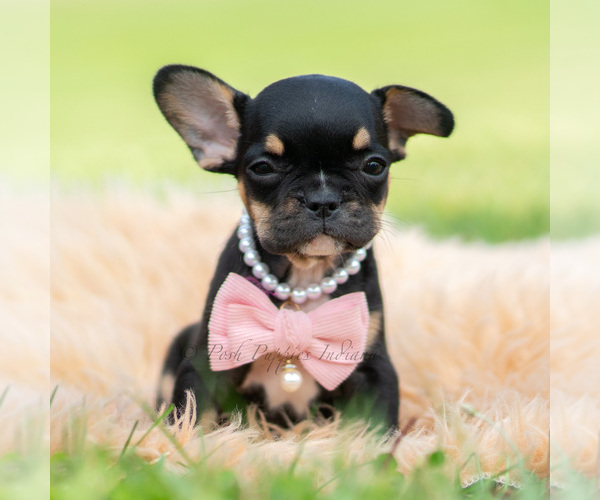 Medium Photo #1 French Bulldog Puppy For Sale in WARSAW, IN, USA