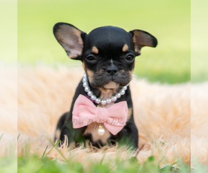 Medium French Bulldog