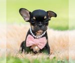 Puppy Spice French Bulldog