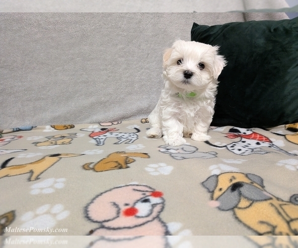 Medium Photo #13 Maltese Puppy For Sale in OCALA, FL, USA