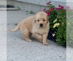 Golden Retriever Puppy for Sale in HILLSBORO, Ohio USA