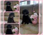 Small Photo #2 Poodle (Standard) Puppy For Sale in BRONX, NY, USA
