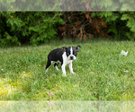 Small #39 Boston Terrier