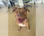 Small #1 American Pit Bull Terrier