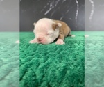 Small Photo #9 Boston Terrier Puppy For Sale in TULARE, CA, USA
