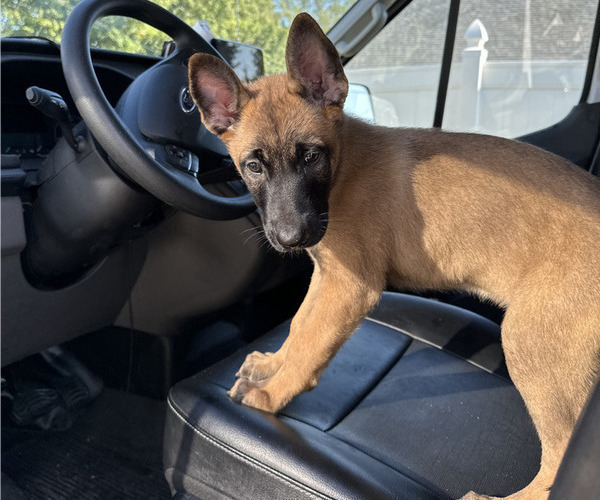 Medium Photo #6 Belgian Malinois Puppy For Sale in S CHARLESTON, WV, USA