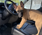Small #5 Belgian Malinois