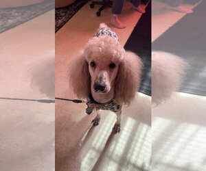 Poodle (Standard)-Unknown Mix Dogs for adoption in Grafton, WI, USA