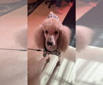 Small Poodle (Standard) Mix