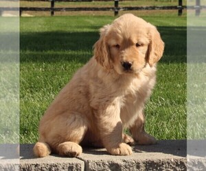 Golden Retriever Puppy for sale in FREDERICKSBURG, OH, USA