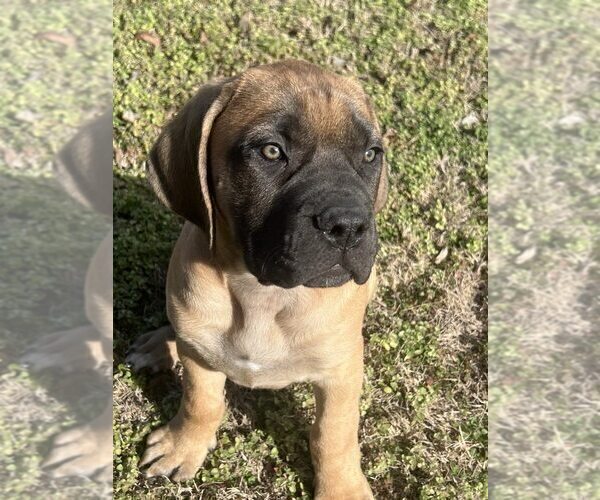 Medium Photo #23 Mastiff Puppy For Sale in BIXBY, OK, USA
