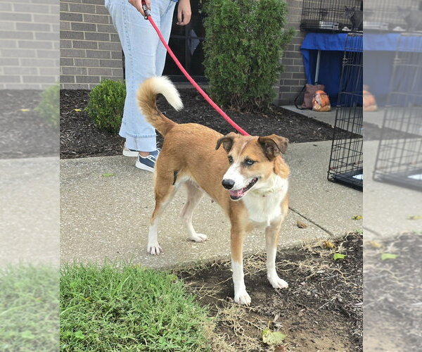 Medium Photo #3 Mutt Puppy For Sale in Evansville, IN, USA