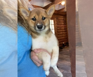 Shiba Inu Puppy for sale in WEST BROOKFIELD, MA, USA