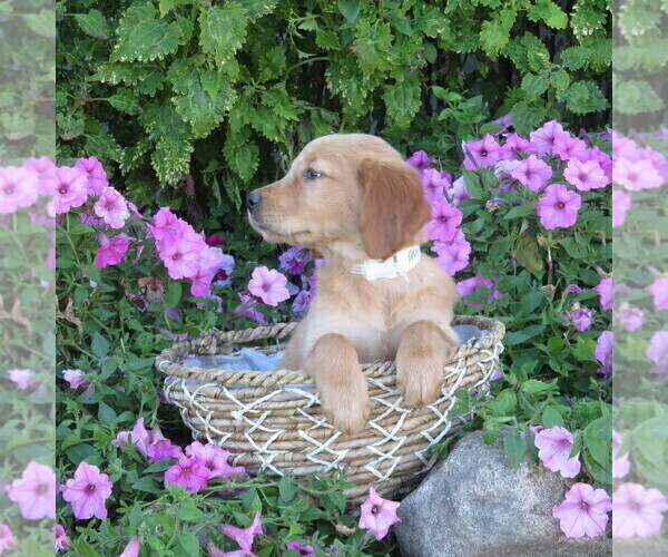 Medium Photo #46 Golden Retriever Puppy For Sale in THORP, WI, USA