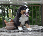 Small #3 Bernese Mountain Dog