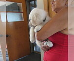 Small Photo #21 English Cream Golden Retriever Puppy For Sale in NORTHWOOD, OH, USA