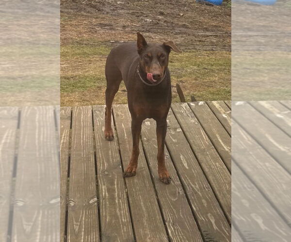 Medium Photo #2 Doberman Pinscher Puppy For Sale in Portland, IN, USA