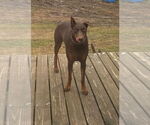 Small #1 Doberman Pinscher